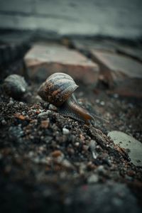 Close-up of snail on rock