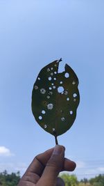 Close-up of hand holding leaf against sky