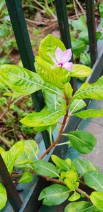 Close-up of pink flowering plant