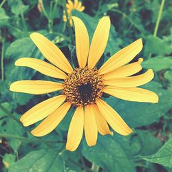 Close-up of yellow flower blooming outdoors