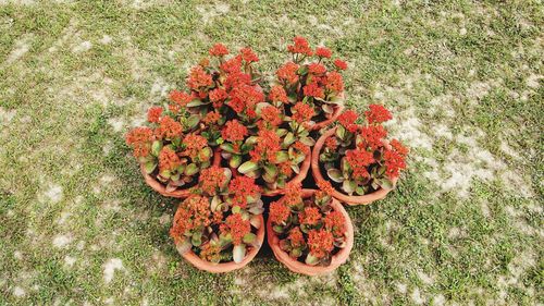 High angle view of flowers on field