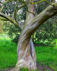 Close-up of tree trunk