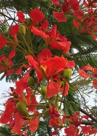 Low angle view of red flowering plant