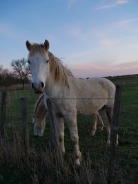 Horse standing on field against sky