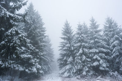 Pine trees in forest during winter