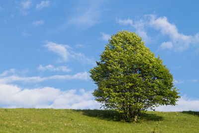 Tree on field against sky