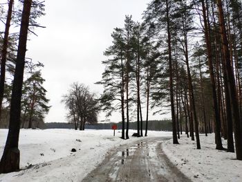 Trees on snow covered road against sky