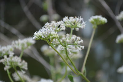 Close-up of white flowers