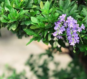 Close-up of flowers