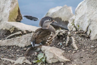 Close-up of bird on rock