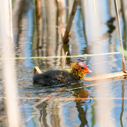 Close-up of duck swimming in lake