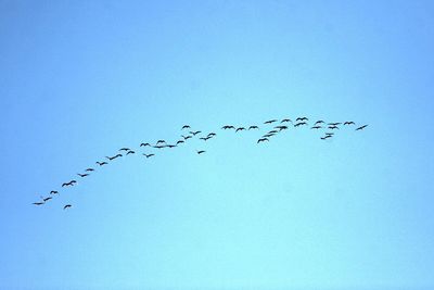 Low angle view of birds flying against clear blue sky