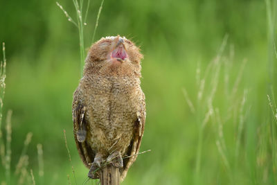 Close-up of a bird