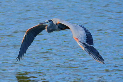 Bird flying over lake