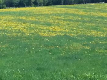 Yellow flowers growing in field