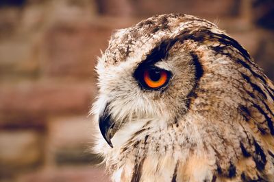 Close-up of owl