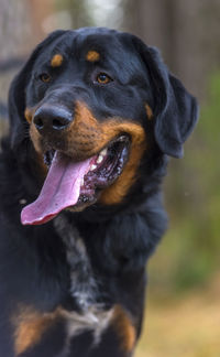 Close-up of dog looking away