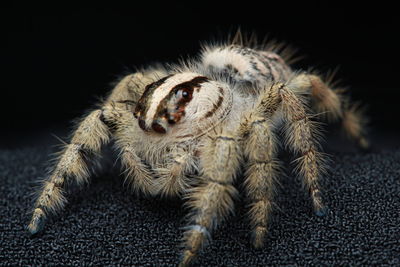 Close-up of spider