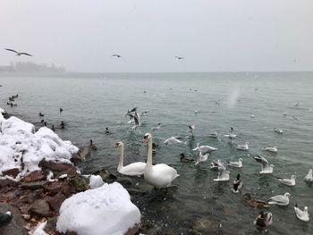 Swans swimming in lake during winter