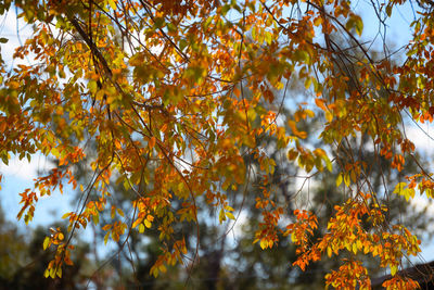 Low angle view of maple tree against sky