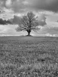 Bare tree on field against sky