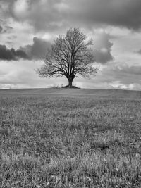 Bare tree on field against sky