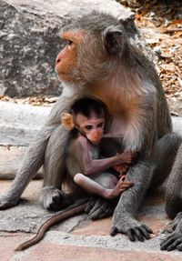 Monkey breast feeding infant