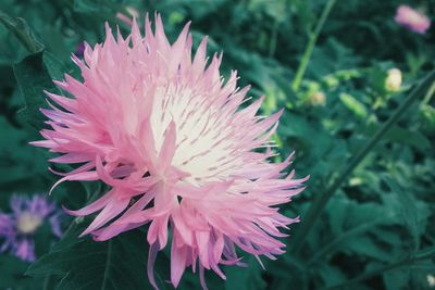 Close-up of pink flowers