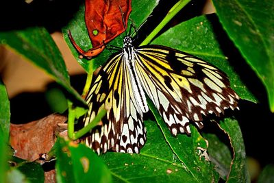 Butterfly perching on leaf