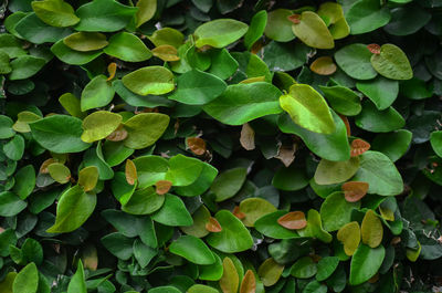 High angle view of leaves