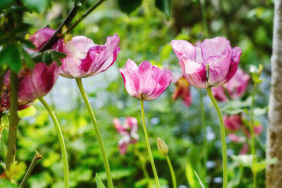 Close-up of pink flowers
