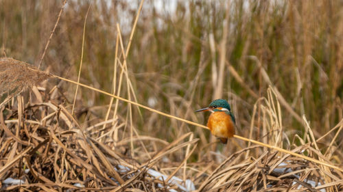 Close-up of bird perching on a field