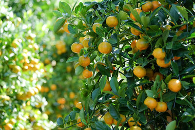 Fruits growing on tree