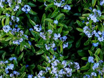 Close-up of purple flowering plants