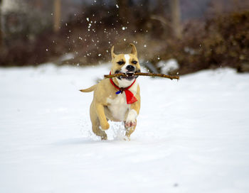 Dog running on snow covered land