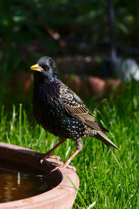 Close-up of a bird perching on a field