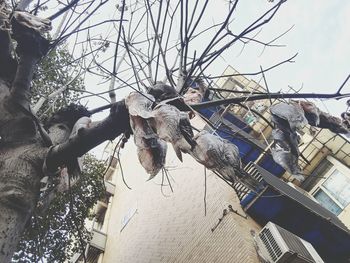 Low angle view of horse on tree against sky