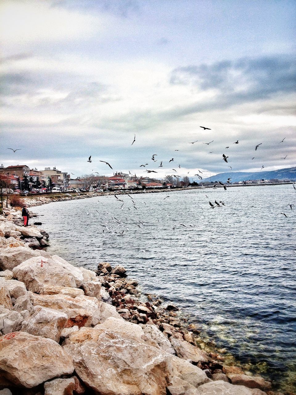 FLOCK OF SEAGULLS FLYING OVER SEA