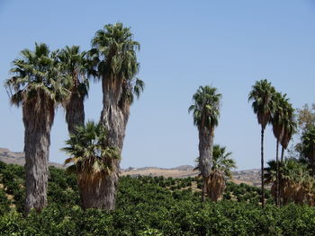 Palm trees on field against clear sky in malaga province, spain. 