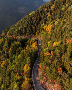 Aerial view of trees on mountains during autumn