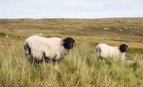 Sheep in a field