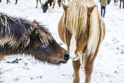 Two horses on snow covered field