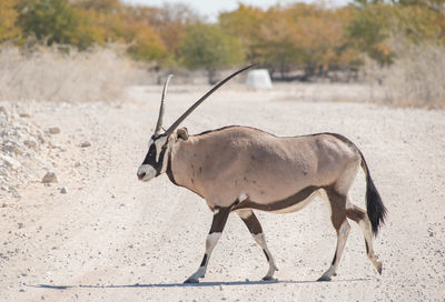 Oryx antelope in the etosha national park namibia south africa