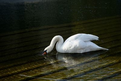 Swan floating in a lake