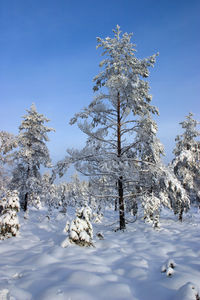 Trees on snow covered field against sky