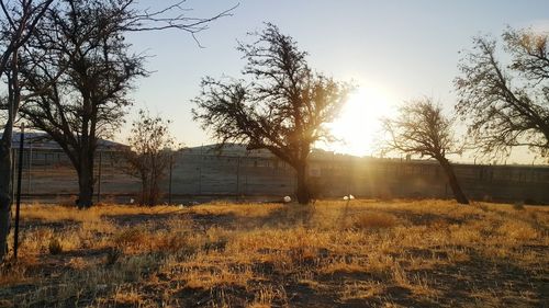 Trees on field against sky at sunset