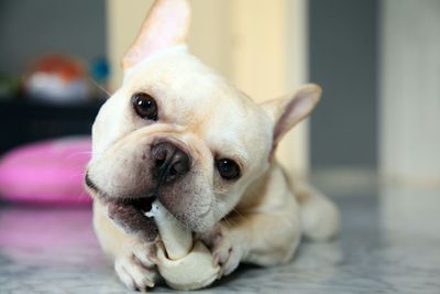 Close-up of french bulldog biting toy while lying on floor