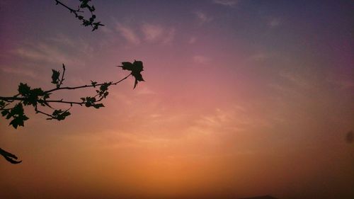 Low angle view of silhouette birds flying against sky at sunset