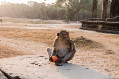 Monkey near angkor wat temple