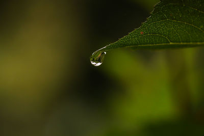 Close-up of wet plant